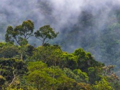 Mashpi Ecological Reserve in Ecuador