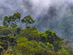 Mashpi Ecological Reserve in Ecuador