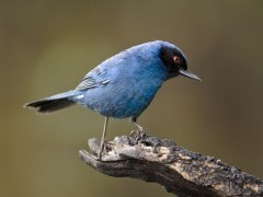 Masked flowerpiercer.