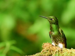 Buff-tailed coronet