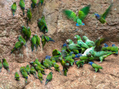 Mealy Amazon and dusky-headed parakeet in Ecuador.