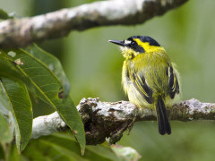Yellow-browed tody flycatcher in Ecuador.