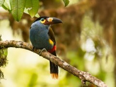 Plate-billed mountain toucan