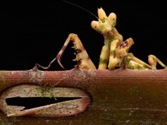 Praying mantis.