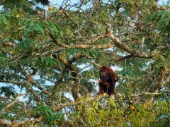 Red howler monkey in Ecuador