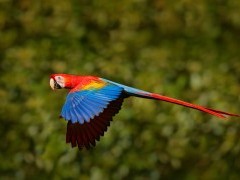 Scarlet macaw in Ecuador