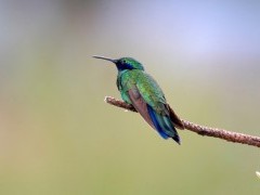 Sparkling violetear in Ecuador