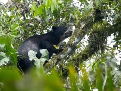 Spectacled bear in Ecuador