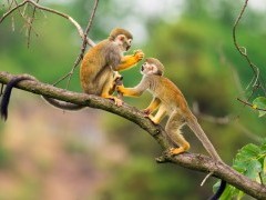 Squirrel monkey in Ecuador