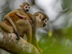 Squirrel monkey.