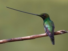 Sword-billed hummingbird in Ecuador