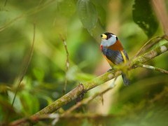 Toucan barbet in Ecuador
