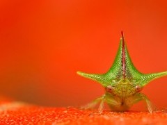 Treehopper.