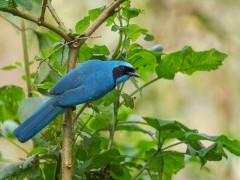 Turquoise jay in Ecuador
