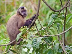 White-fronted capuchin in Ecuador