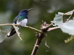 White-necked jacobin in Ecuador