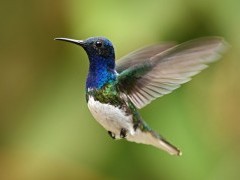 White-necked jacobin in flight in Ecuador