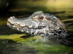 Caiman in Ecuador