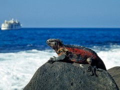 Marine iguana in the Galapagos Islands