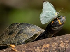 Yellow-spotted river turtle.
