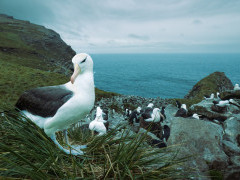 Black-bowed albatross in the Falkland Islands.