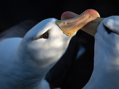Black-browed albatross in the Falkland Islands.
