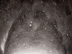 Black-browed albatross feathers in the Falkland Islands.