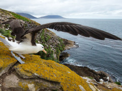 Black-browed albatross in the Falkland Islands