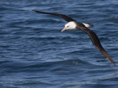 Black-browed albatross in the Falkland Islands