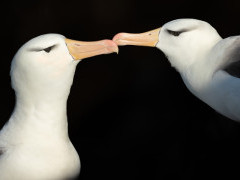 Black-bowed albatross in the Falkland Islands.
