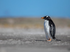 Gentoo penguin in the Falkland Islands.