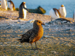 Brown skua in the Falkland Islands