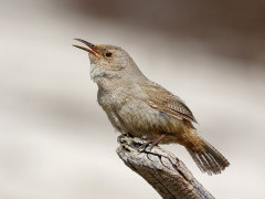 Cobb's wren in the Falkland Islands