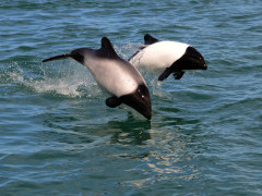 Commerson's dolphin in the Falkland Islands