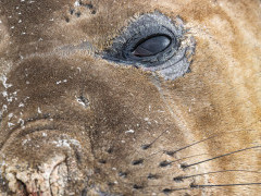 Elephant seals in the Falkland Islands.