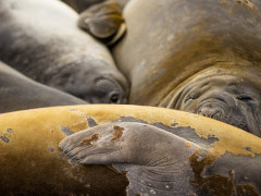 Elephant seals in the Falkland Islands.