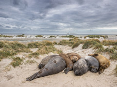 Elephant seals in the Falkland Islands.