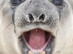 Elephant seal in the Falkland Islands.