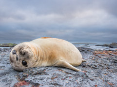 Elephant seal in the Falkland Islands.