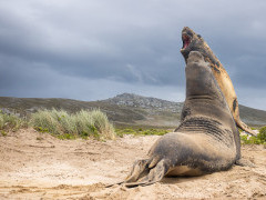 Elephant seals in the Falkland Islands.