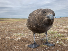 Falkland skua in the Falkland Islands.