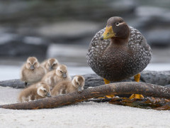 Falklands steamer duck in the Falkland Islands