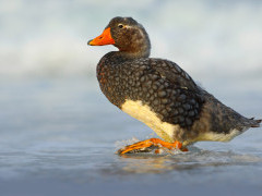 Falklands steamer duck in the Falkland Islands
