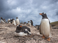 Gentoo penguin in the Falkland Islands.