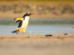 Gentoo penguin in the Falkland Islands.
