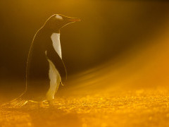 Gentoo penguin in the Falkland Islands.