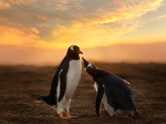 Gentoo penguin in the Falkland Islands