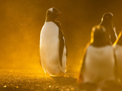 Gentoo penguin in the Falkland Islands.