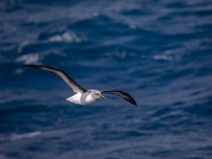 Grey-headed albatross on the crossing from the Falkland Islands to South Georgia.