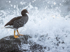 Kelp goose in the Falkland Islands.